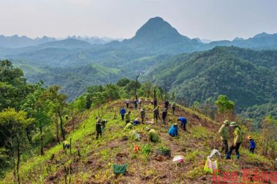Xảy ra 8 vụ cháy, thiệt hại 8,026 ha rừng