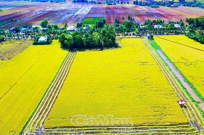 Tăng tốc triển khai đề án 1 triệu héc-ta lúa chất lượng cao