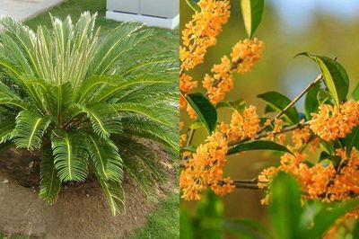 5 loại cây được ví là 'Thần Tài' của gia đình, trồng trước nhà giúp gia chủ hút tài lộc, may mắn quanh năm