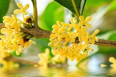 Mộc hương được ví như cây quý hút tài lộc nhưng trồng ở 6 vị trí này dễ rước phiền toái vào nhà