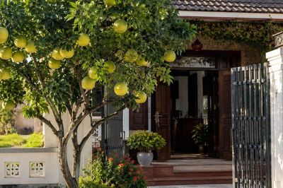 Có nên trồng cây bưởi trước cửa nhà?