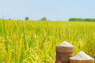 Giá lúa gạo hôm nay 22/7: Trong nước ổn định, gạo xuất khẩu tăng