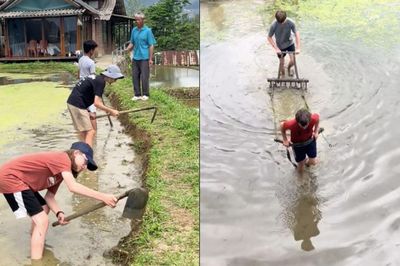 Cảnh khách Tây 'kéo bừa thay trâu' trên ruộng bậc thang ở Lào Cai gây sốt