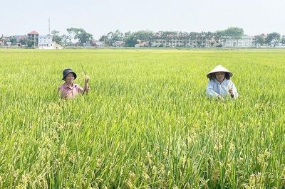 Nâng cao giá trị chuỗi ngành hàng lúa gạo