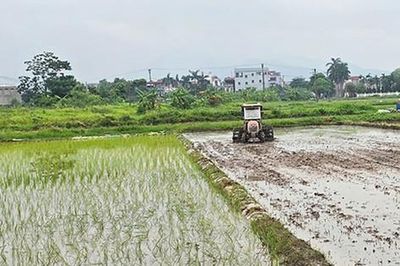 Diện tích gieo trồng vụ mùa ở xã Sơn Đồng đạt hơn 337ha