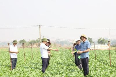 Hà Nội có 5.519ha rau chuyên canh tập trung