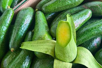 Loại bơ có hình dáng thuôn dài đang bán ngập thị trường có gì đặc biệt mà khiến nhiều người tiêu dùng không tiếc tiền mua