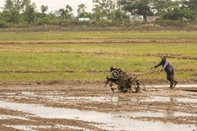 Siêu El Nino có thể đe dọa 350.000ha lúa đông xuân tại ĐBSCL