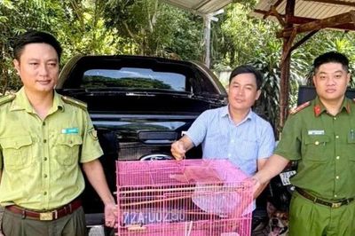 Người dân tự nguyện giao nộp nhiều động vật hoang dã quý hiếm