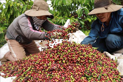 Bản tin nông sản hôm nay (23-7): Giá cà phê trong nước giảm mạnh