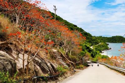 Mùa hoa ngô đồng đỏ…