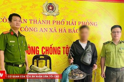 Phát hiện, xử lý đối tượng bẫy chim hoang dã