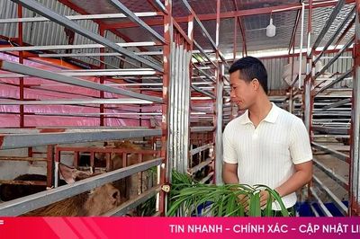 Nuôi 'đặc sản' rừng thành công trên vùng biển ngang
