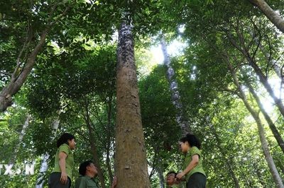Giữ màu xanh cho những cánh rừng đặc dụng Đèo Cả