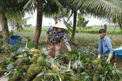 Nhà vườn thu lợi lớn nhờ giá nông sản nghịch vụ tăng mạnh