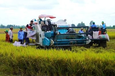 Cần Thơ triển khai dự án 15 tỷ đồng phát triển lúa gạo phát thải thấp