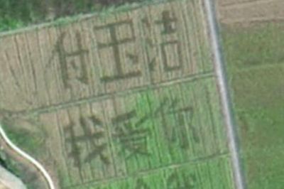 Người đàn ông thuê cả cánh đồng rộng 2,5 ha chỉ để làm một việc với bạn gái sau 10 năm yêu