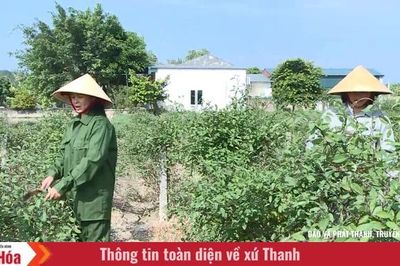 Tiên phong phát triển cây dược liệu đa giá trị