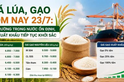 Giá lúa, gạo hôm nay 23/7: Thị trường trong nước ổn định, gạo xuất khẩu tiếp tục khởi sắc