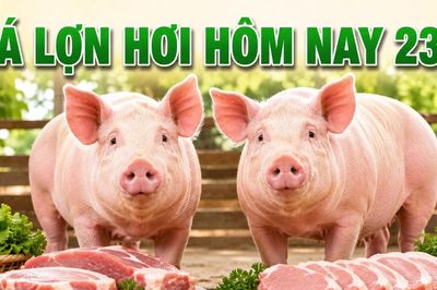 Giá lợn hơi hôm nay 23/7: Tiếp tục đi xuống, 66.000 đồng/kg là mức giao dịch cao nhất
