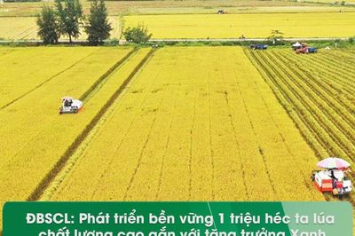 Góc nhìn văn hóa: Tìm lời giải sản xuất lúa phát thải thấp, chống chịu tốt với biến đổi khí hậu