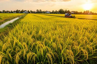 TP Hồ Chí Minh hướng tới nền nông nghiệp xanh, phát thải thấp