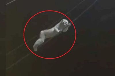 'Vị khách lạ' có đôi mắt tròn xoe nhìn chằm chằm xuống từ dây điện khiến người dân 'nổi da gà', biết khả năng đặc biệt của nó ai cũng dè chừng