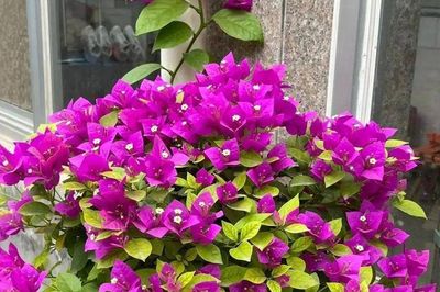 Muốn hoa giấy nở rực suốt mùa hè, nhất định phải tránh 5 sai lầm này