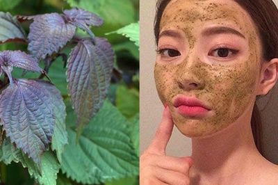 3 cách sử dụng lá tía tô để hỗ trợ làn da sáng khỏe, giảm mụn và chăm sóc da tự nhiên