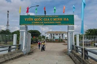Vụ hàng trăm héc-ta rừng bị tàn phá: UBND tỉnh Cà Mau đã có báo cáo xử lý