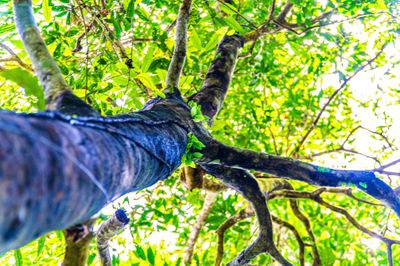 Lạc giữa đại ngàn đất mỏ Quảng Ninh, chạm vào 'báu vật xanh' hàng trăm năm tuổi