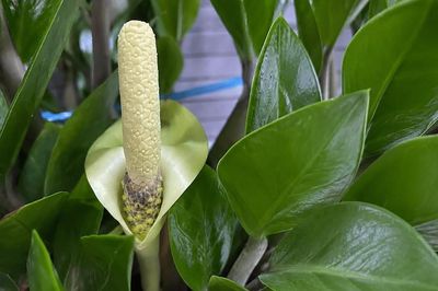 Cây kim tiền nở hoa có ý nghĩa gì? Cách chăm để cây khỏe, ra hoa