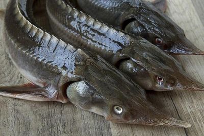 Loại cá có vẻ ngoài xấu xí nhưng lại là 'kho báu dinh dưỡng': Thịt dày, ít tanh, giàu omega-3
