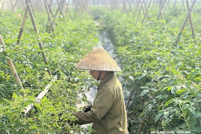 Thúc đẩy sản xuất nông nghiệp sạch, an toàn
