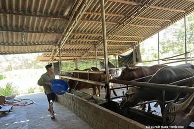 Giá bò phục hồi, mở ra kỳ vọng cho người chăn nuôi