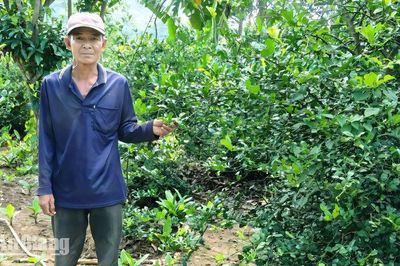 Nâng giá trị chanh chúc