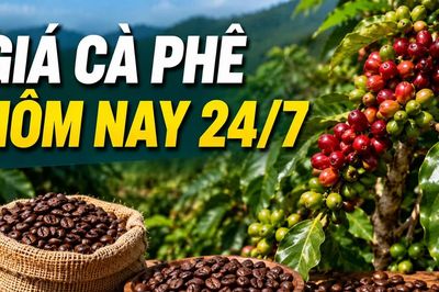 Thị trường cà phê ngày 24/7: Giá trong nước và thế giới đồng loạt bật tăng