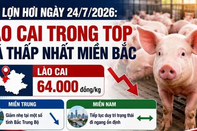 Giá lợn hơi ngày 24/7/2026: Lào Cai trong top giá thấp nhất miền Bắc