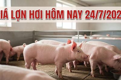 Giá lợn hơi ngày 24/7/2026: Lào Cai lùi về vùng giá thấp nhất miền Bắc