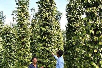 Bảo vệ 'sức khỏe' đất trồng tiêu