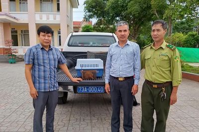 Tiếp nhận cá thể cu li nhỏ để cứu hộ