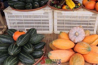 Bí hạt dẻ - Cây trồng mới ở Vân Hồ