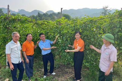 Mở hướng làm giàu từ cây chanh dây