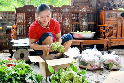 Phú Thọ: Đặc sản Na dai Bồ Lý – Tinh hoa từ đất lành của người dân Đại Đình