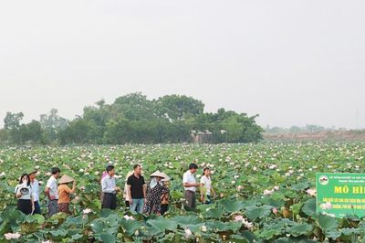 Đánh thức tiềm năng cây hoa sen, phát triển nông nghiệp đa giá trị
