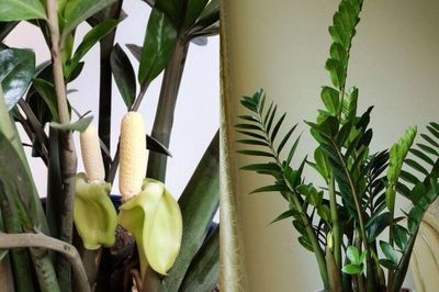Giải mã hiện tượng cây kim tiền ra hoa và ý nghĩa biểu tượng về sự sung túc