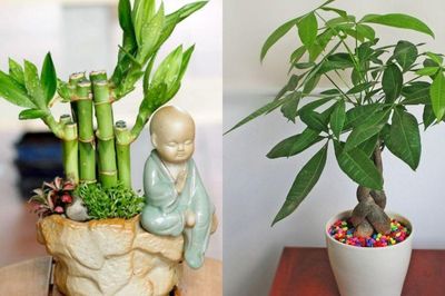 2 loại cây nhà giàu thường đặt trong nhà để chiêu tài, hút lộc: Có 1 chậu cũng giúp không gian thêm vượng khí