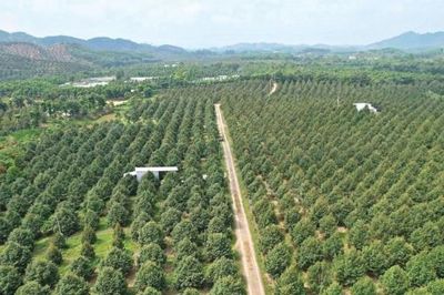 Lâm Đồng thành lập Ban điều phối Diễn đàn ngành hàng nông nghiệp