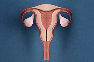 Kích thước buồng trứng có ảnh hưởng đến khả năng mang thai không?