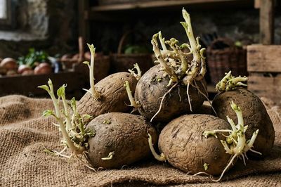 Ăn canh khoai tây mọc mầm 1 người tử vong 3 người đi cấp cứu nghi ngộ độc
